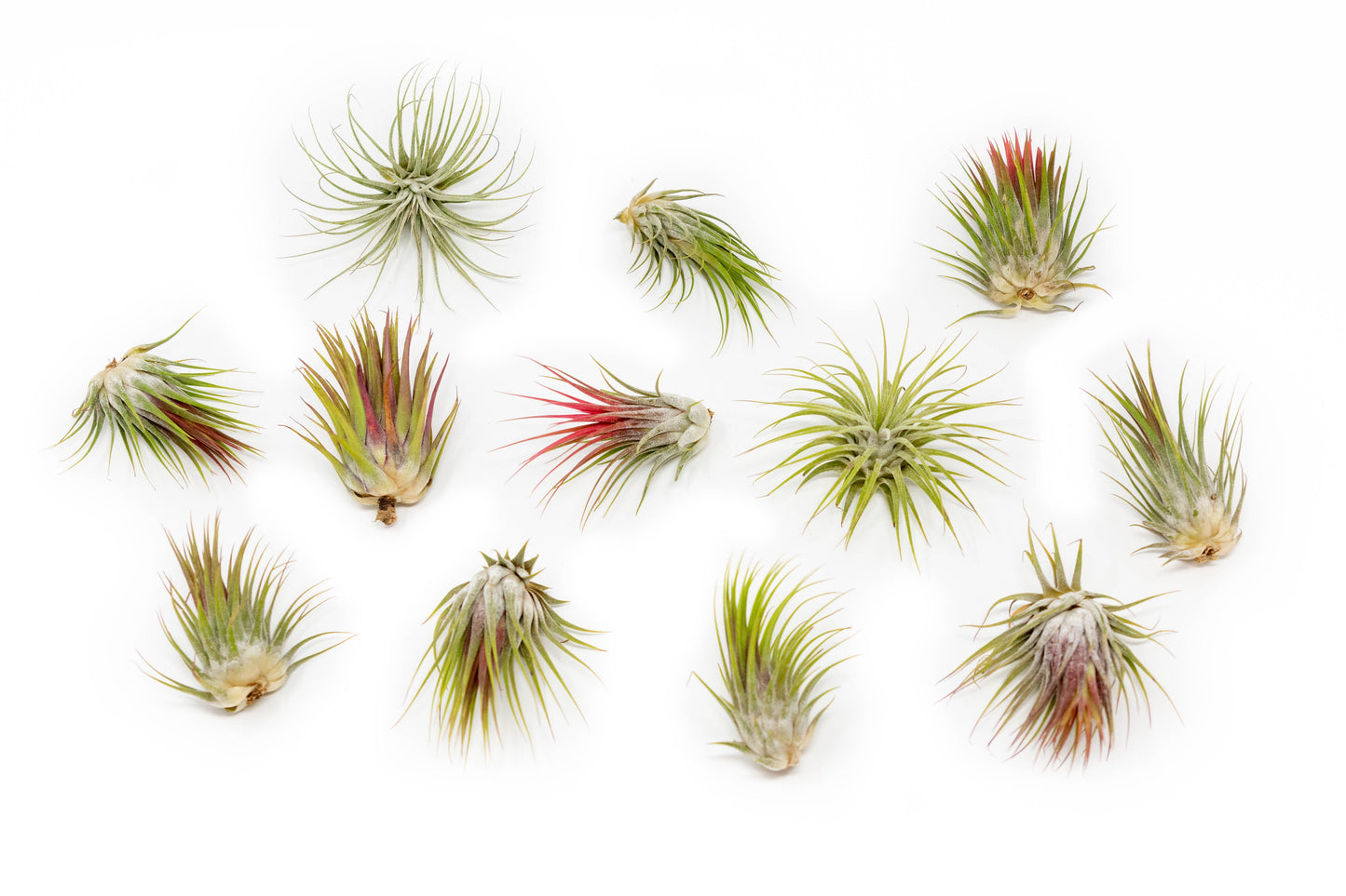 SALE - Tillandsia Ionantha Guatemala Air Plants - Set of 10, 20 or 50 Air Plants