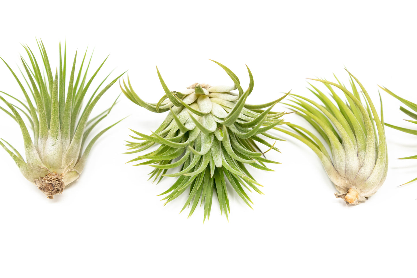SALE - Large Tillandsia Ionantha Rubra Air Plants - Set of 10 or 20