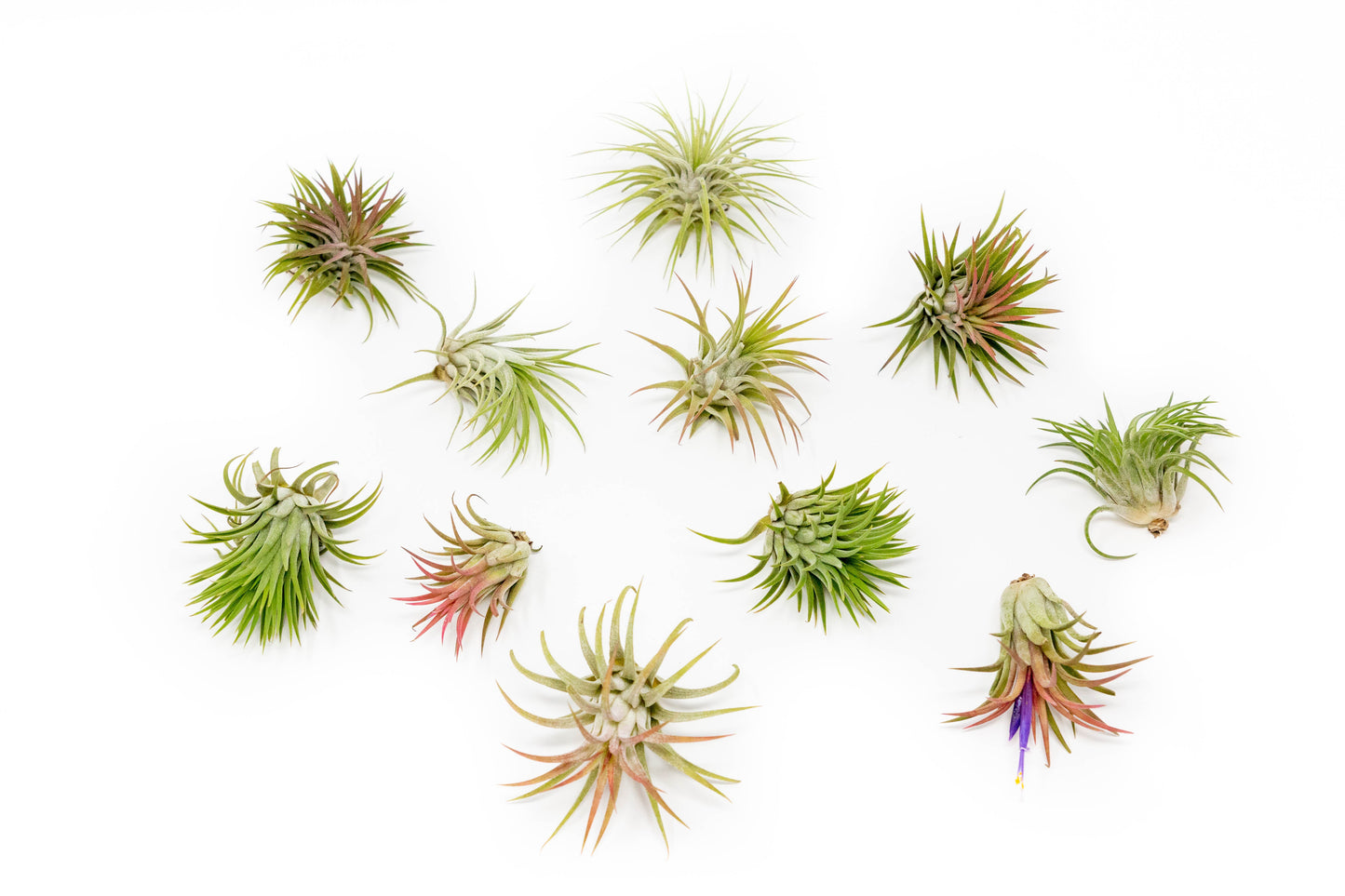SALE - Large Tillandsia Ionantha Rubra Air Plants - Set of 10 or 20