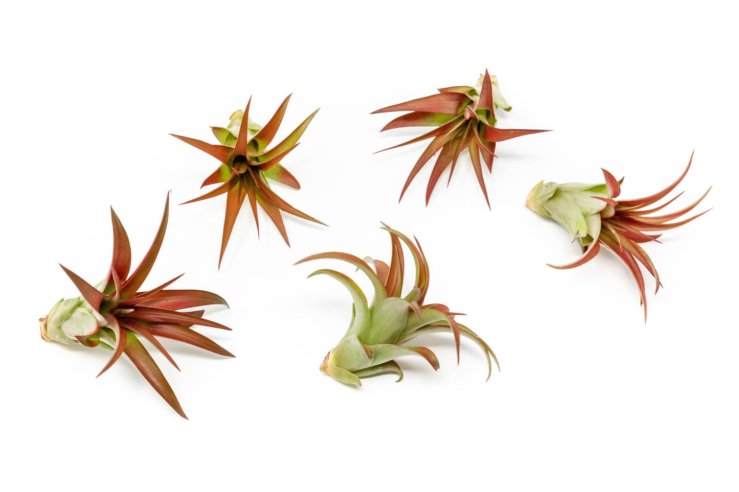 SALE - Tillandsia Red Abdita Air Plants - Set of 10 or 20
