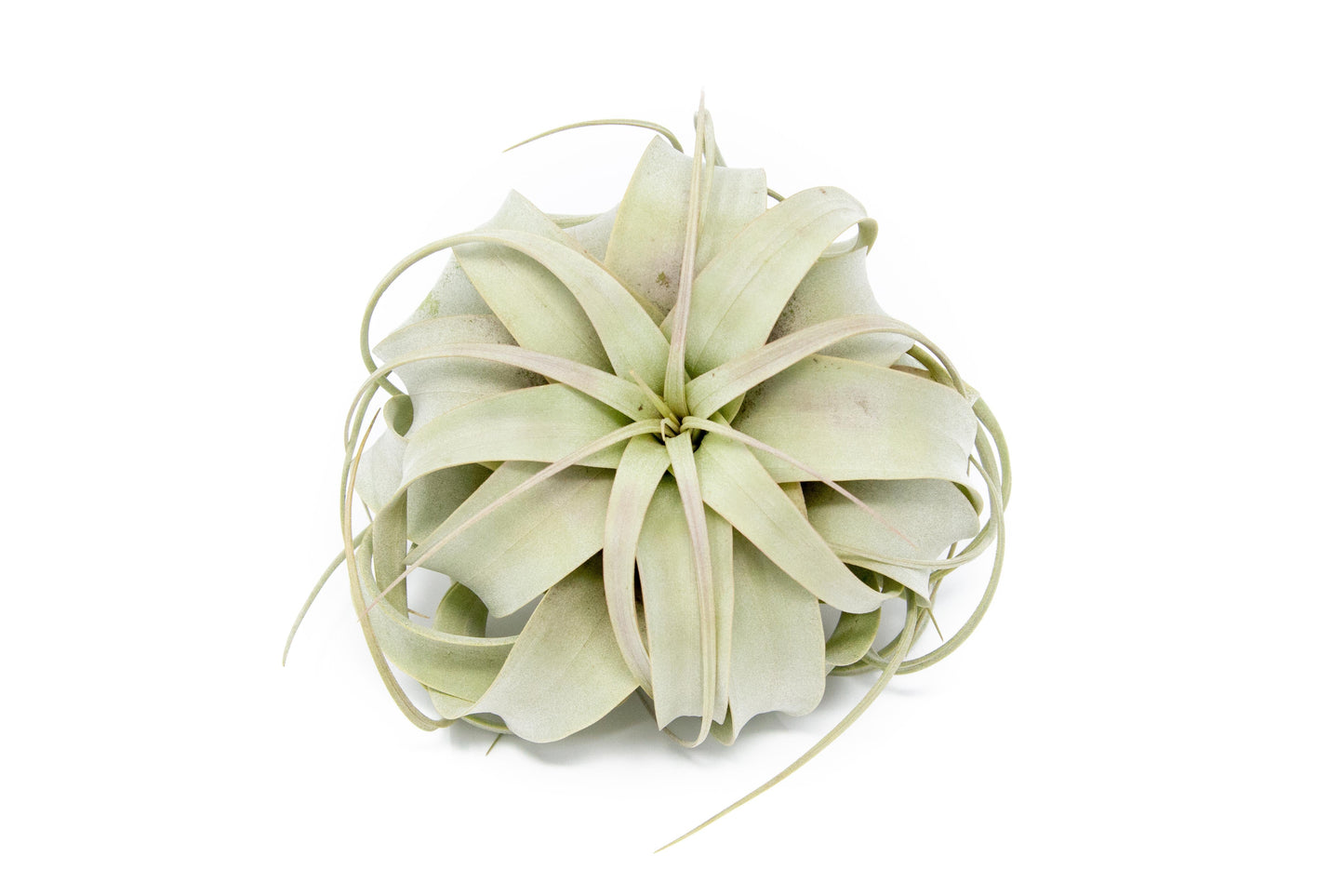 SALE - Large Tillandsia Air Plant Variety - Set of 10, 15, or 20