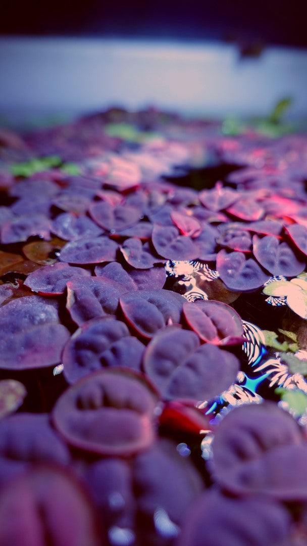 Phyllanthus Fluitans Red Root Floater