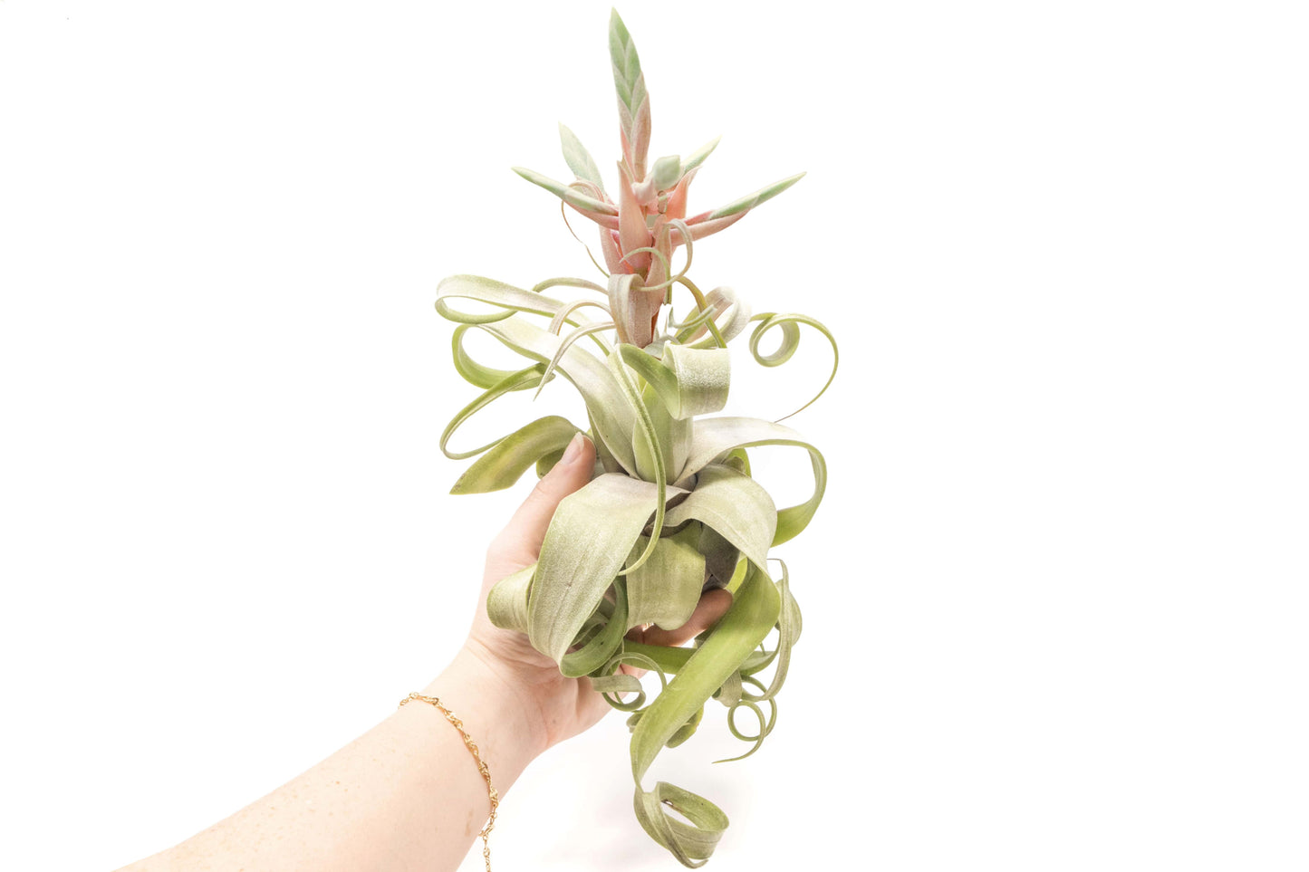 SALE - Tillandsia Streptophylla Air Plants - Set of 3 or 6