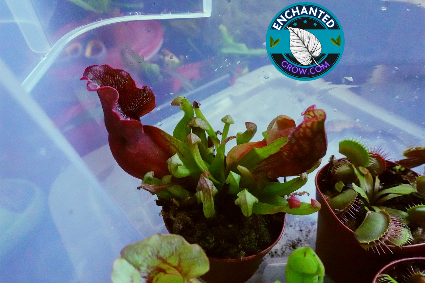 2" Sarracenia Venosa Red Carnivorous Plant