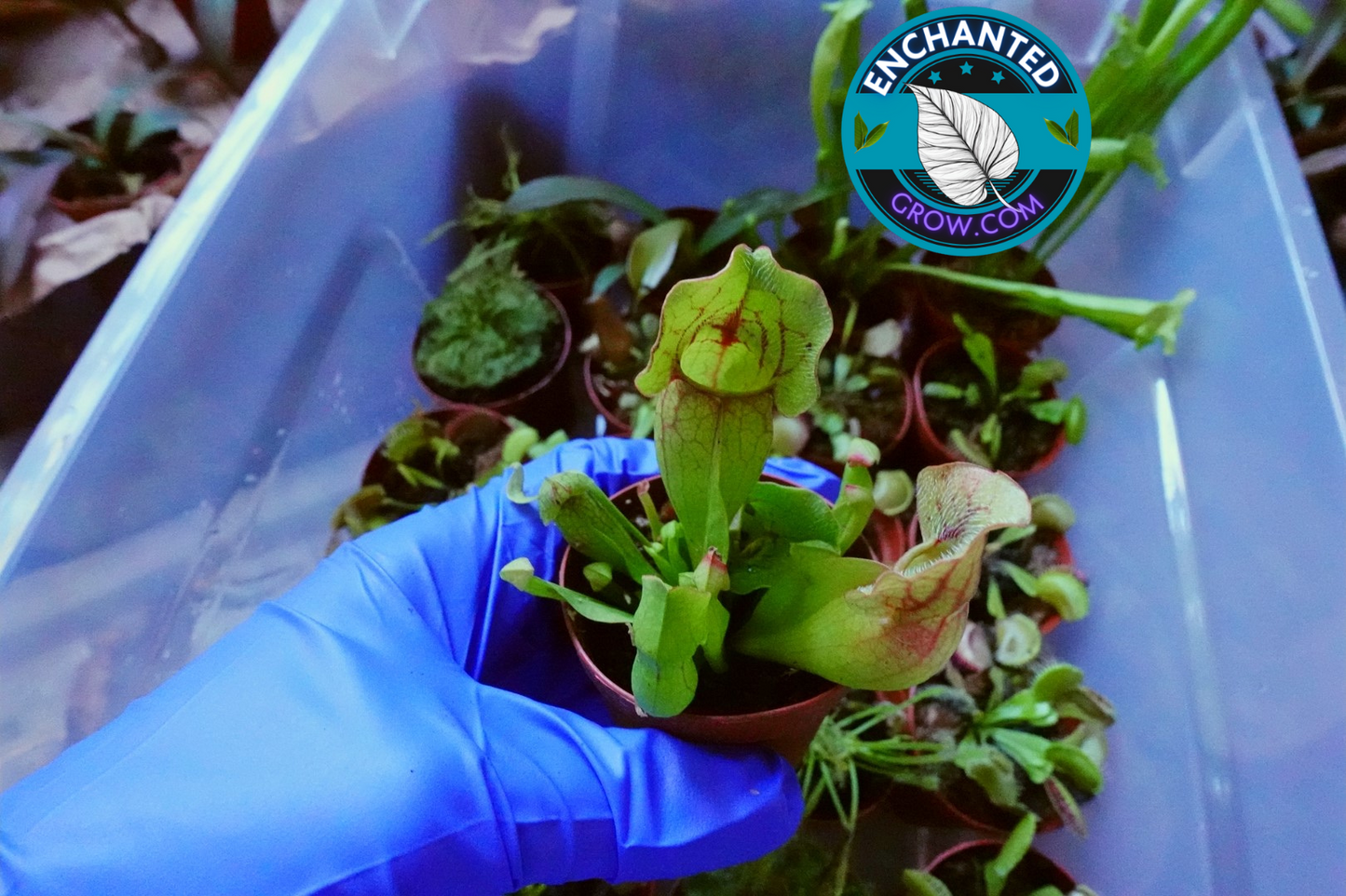 2″ Sarracenia ‘judith hindle’ Carnivorous Plant