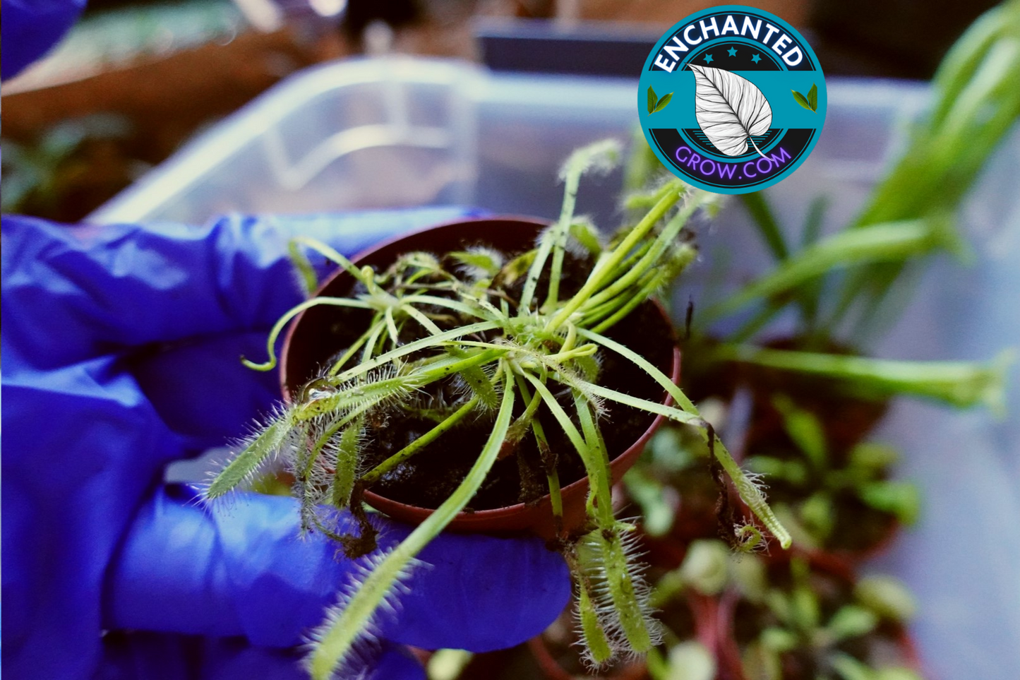 2″ Drosera Capensis Carnivorous Plants