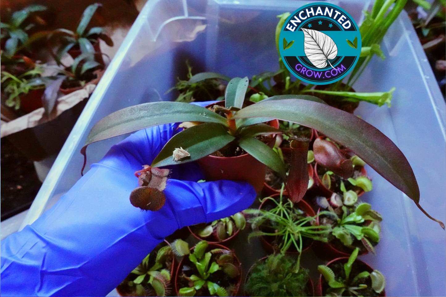 Nepenthes Rebecca Soper Carnivorous Pitcher Plant