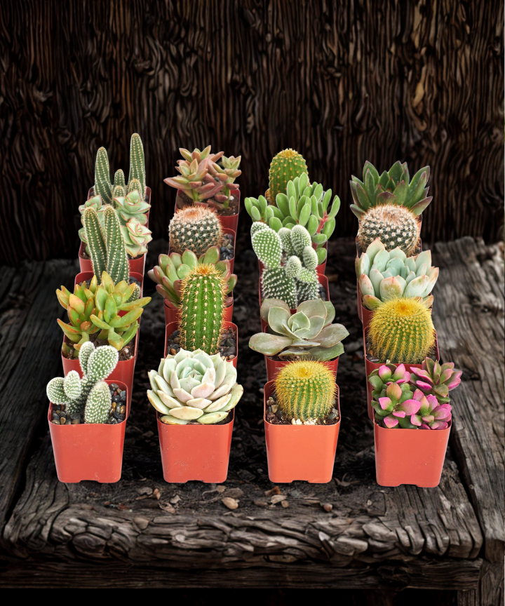 mini cactus and succulents 2" Succulent & Cactus Assortment – Live Mini Plants (Grower’s Choice)