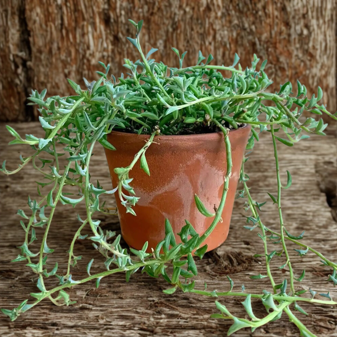 6" String of Dolphins – Live Senecio Peregrinus Hanging Succulent