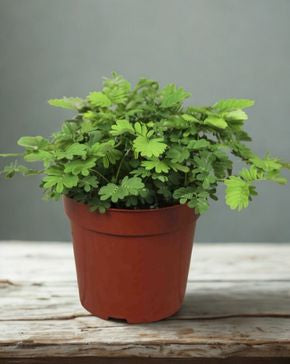 6 in Sensitive Plant (Mimosa pudica)