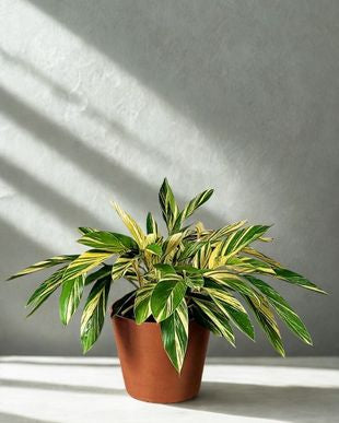6 in Variegated Ginger