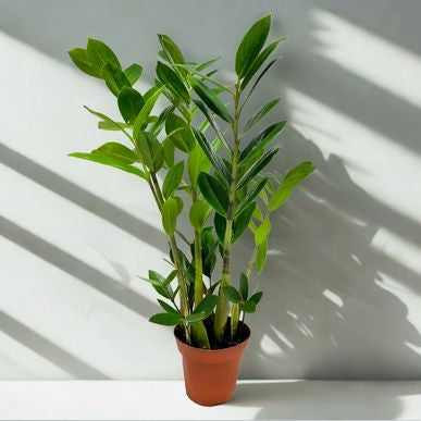 4 in ZZ Plant (Zamioculcas zamiifolia)