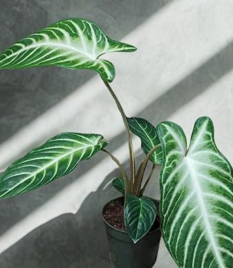 4 in Xanthosoma