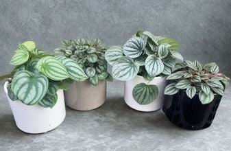 4 in Peperomia – Assorted