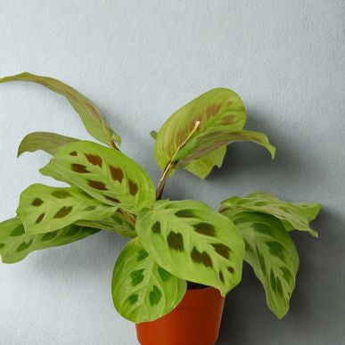4 in Maranta (Prayer Plant)