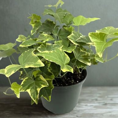 6 in Ivy – Assorted