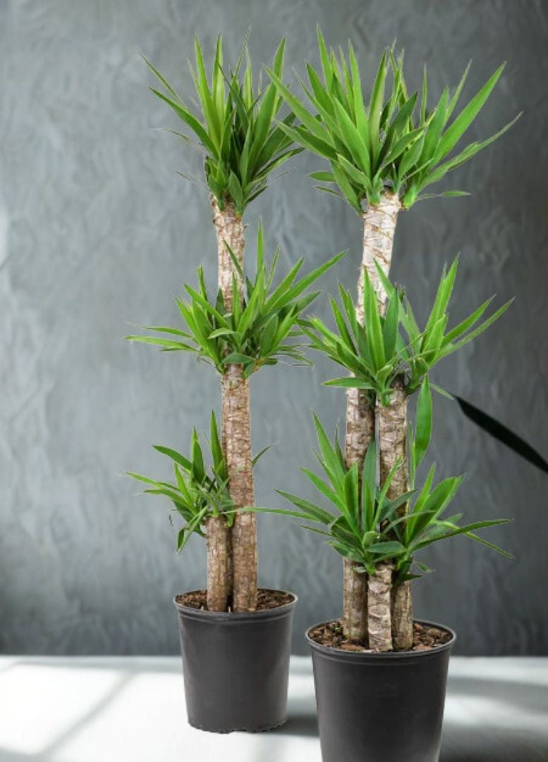 12 in Yucca – 4-3-2 Cane