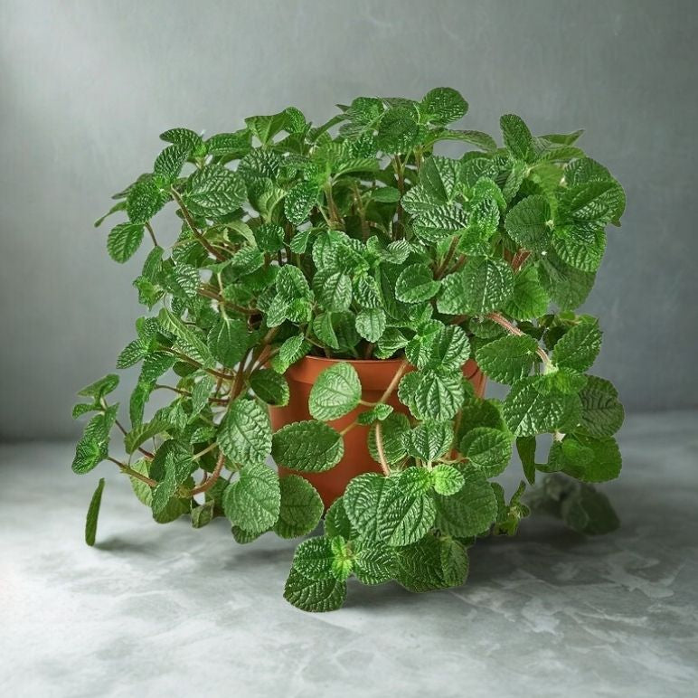 6" Pilea Premium – Chinese Money Plant Indoor Houseplant