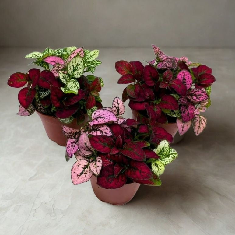 2" Hypoestes Mini Splash – Polka Dot Plant