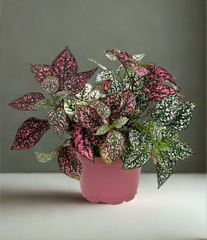 4" Hypoestes Splash – Polka Dot Plant Indoor Houseplant
