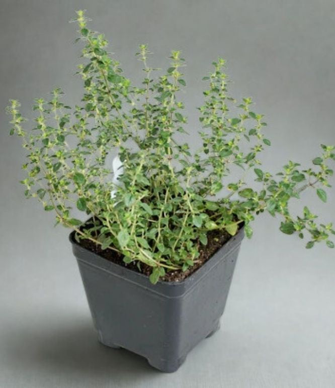 3" Thyme Herb Plant – Fresh Culinary Herb Starter