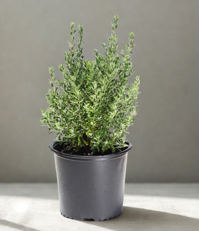 3” Sage Plant – Fresh Culinary Herb (Salvia officinalis)