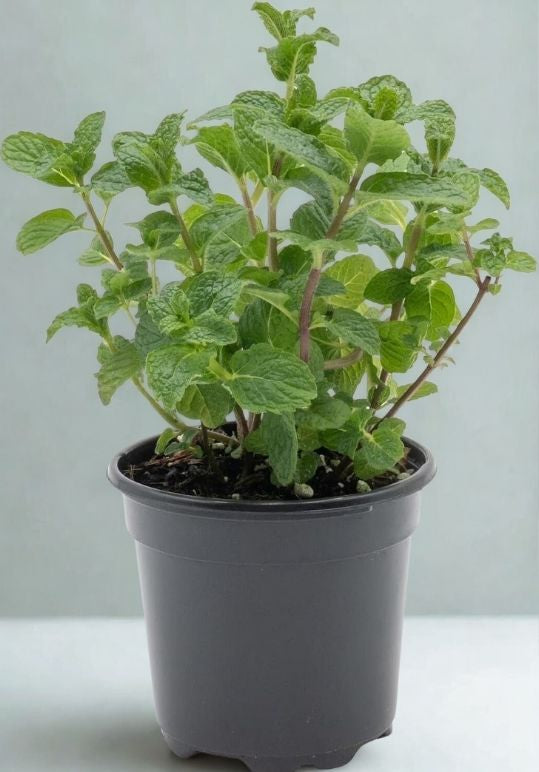 3” Mint Plant – Fresh Culinary Herb (Mentha spp.)