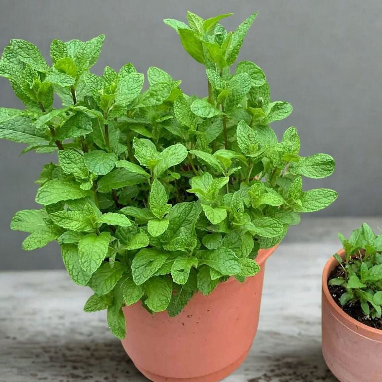 5.5” Mint Plant – Full & Lush Culinary Herb (Mentha spp.)