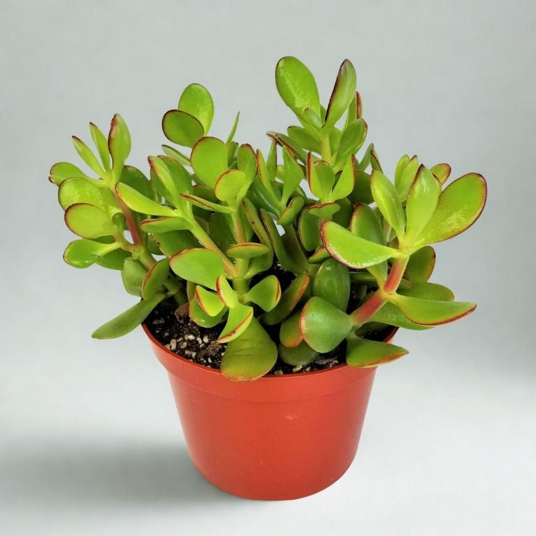 6” Jade Plant – Lucky Succulent Houseplant (Crassula ovata)