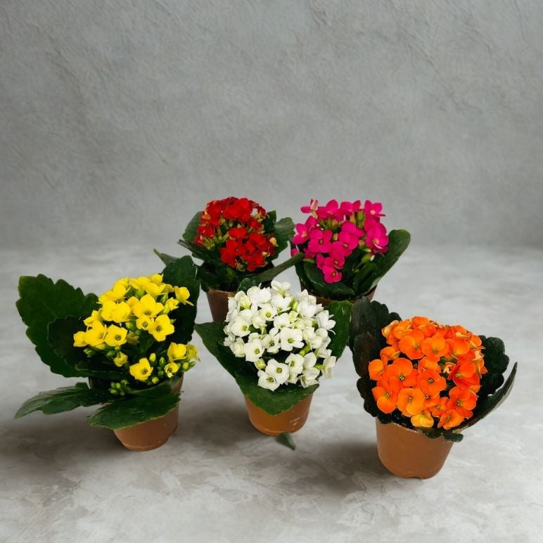 2” Kalanchoe Plant – Mini Flowering Succulent (Kalanchoe blossfeldiana)
