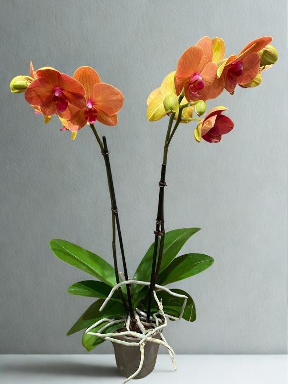 4.5” Phalaenopsis Orchid – Double Spike Blooming Plant (Phal Orchid)