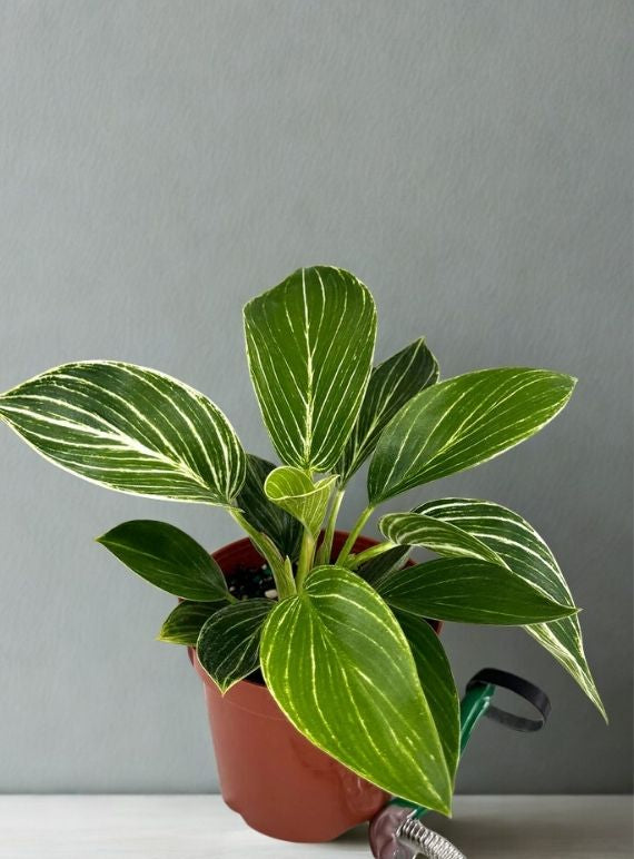 4” Philodendron Birkin – Variegated Houseplant (Philodendron Birkin)