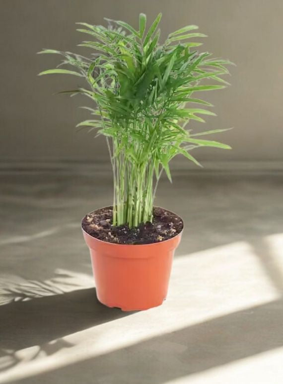 Shop Succulents Neanthe Bella Palm 4 inch Live Upright Indoor Plant in Nursery Pot