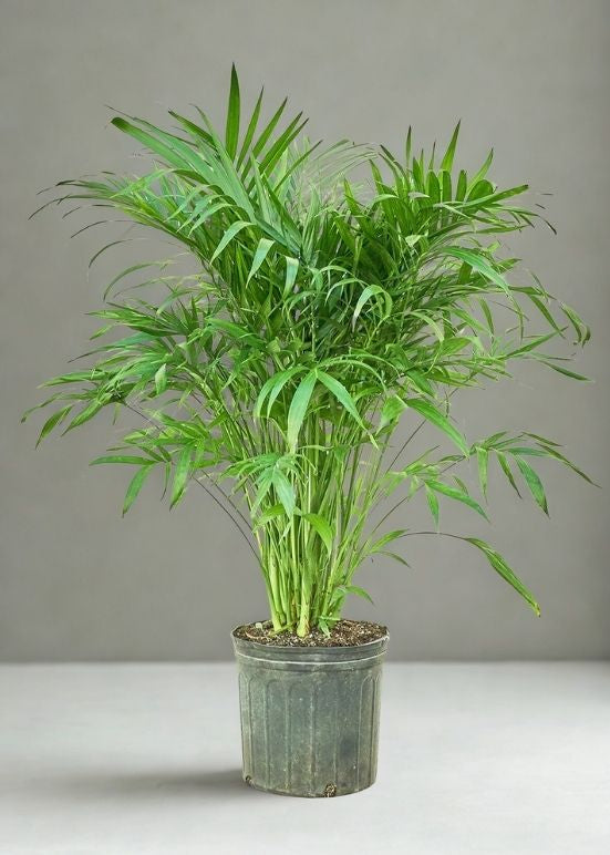 10” Cat Palm (Cataractarum Palm) – Large Tropical Indoor Palm