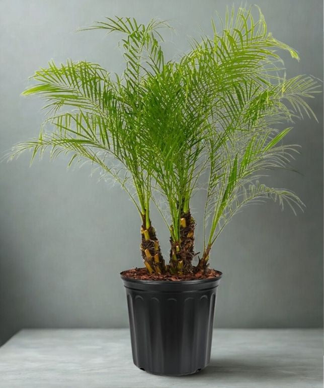 12” Phoenix Roebelenii – Pygmy Date Palm Floor Plant (Phoenix roebelenii)