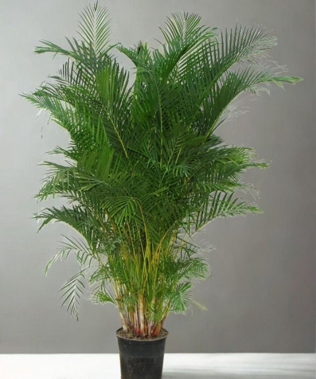 14” Areca Palm – Extra Large Tropical Floor Plant (Dypsis lutescens)