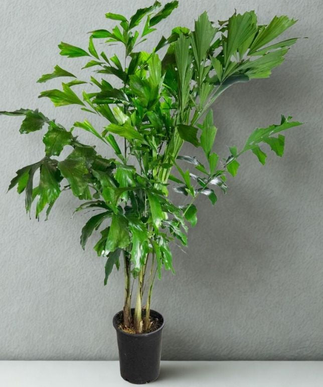 5 Gallon Fishtail Palm – Tropical Statement Palm (Caryota mitis)