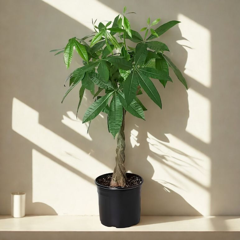 10 in Money Tree
