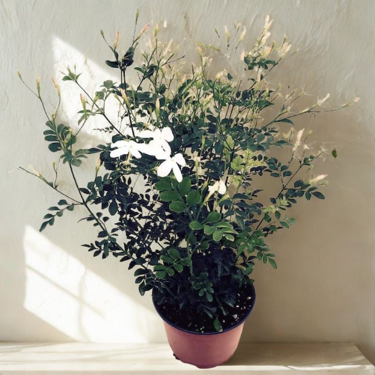 6 In Jasmine Upright