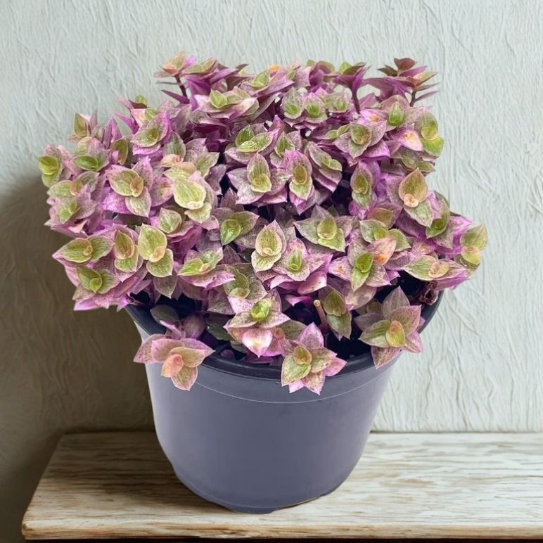 4 in Callisia Repens