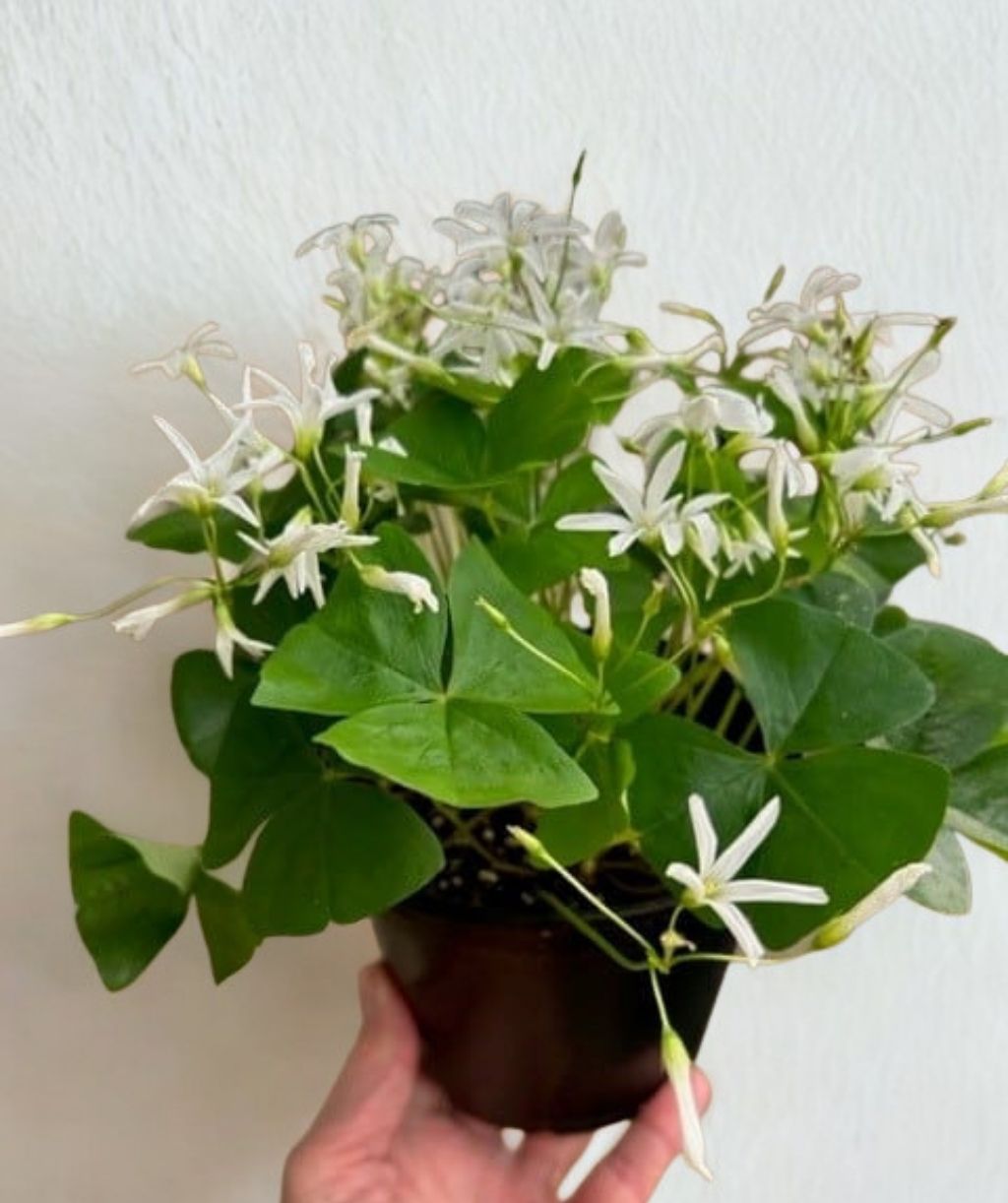 4 in Shamrock/Oxalis