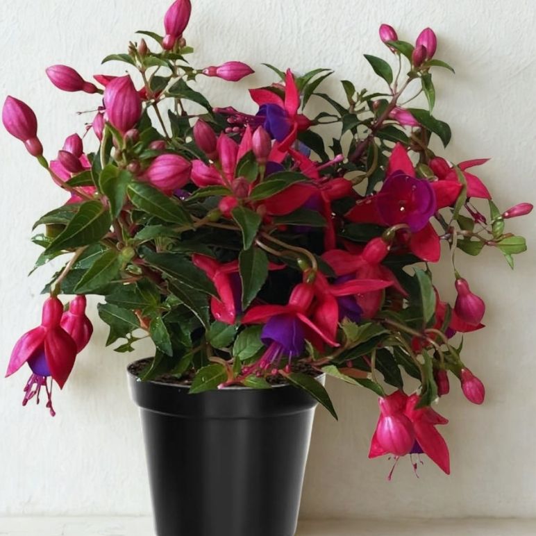 6 in Fuchsia