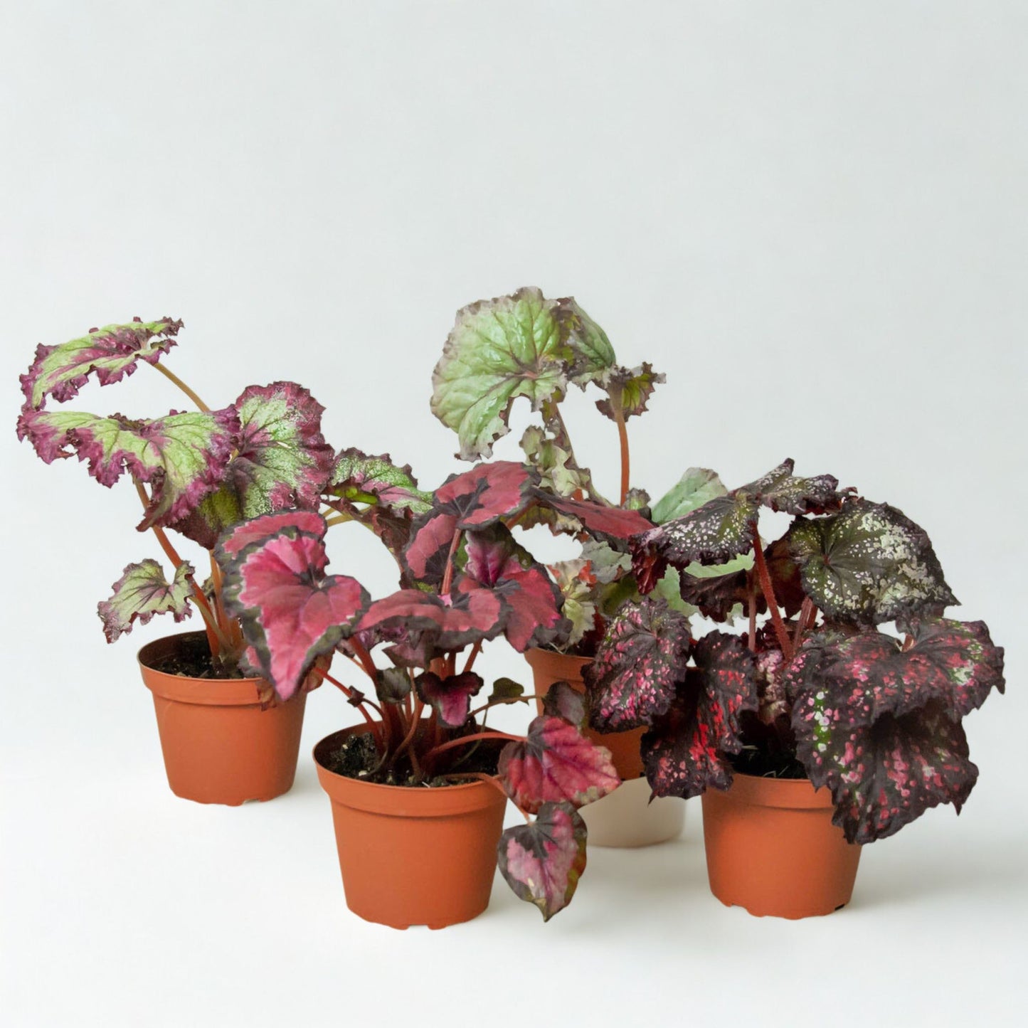 4" Begonia Rex Plant