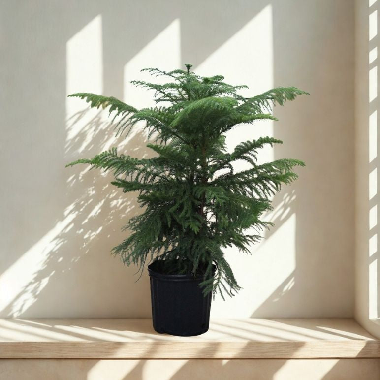 10 in Norfolk Island Pine