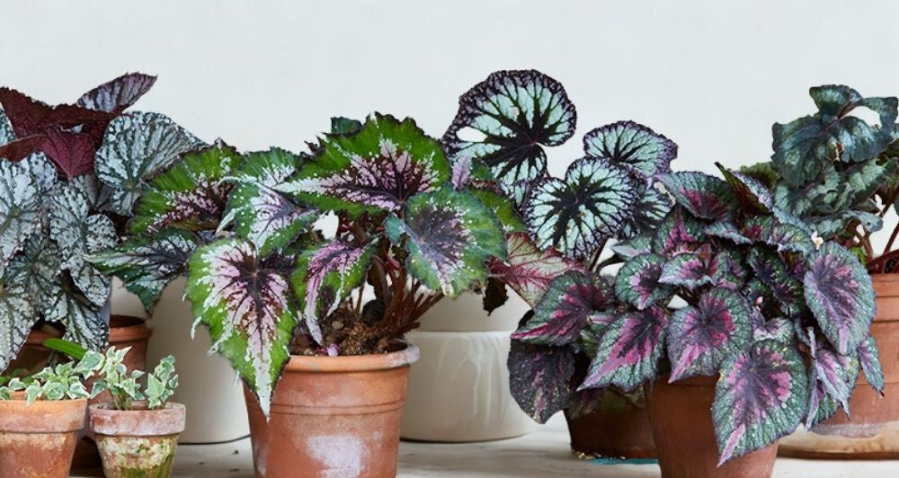 6 in Begonia Rex