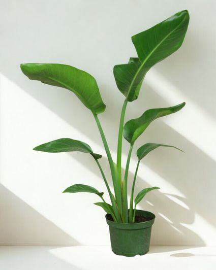 6" Bird of Paradise Plant – Tropical Foliage Houseplant