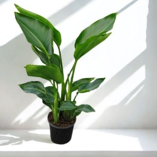 6" Strelitzia Plant – Tropical Foliage Houseplant