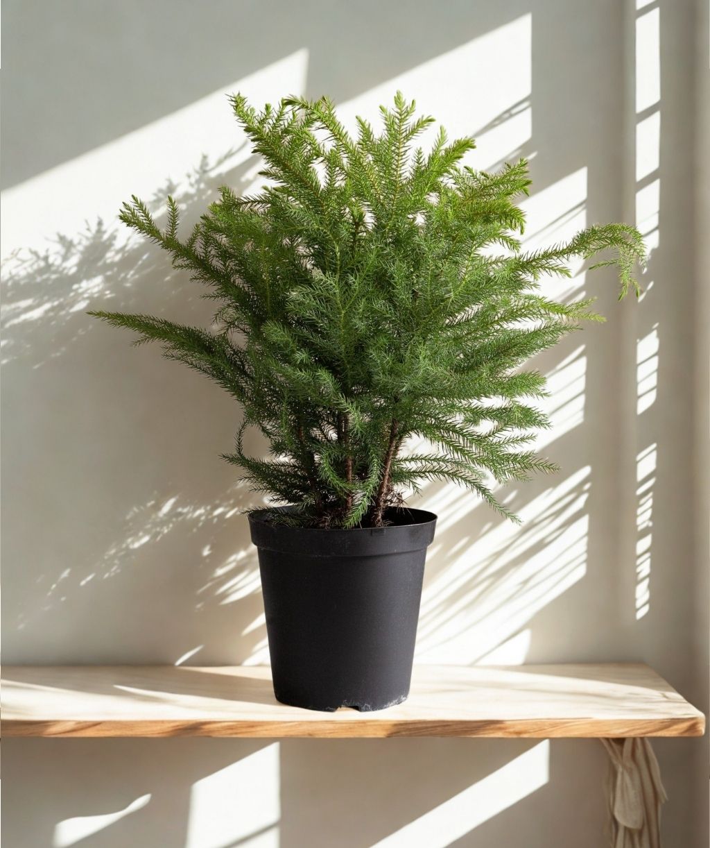 6 In Norfolk Island Pine