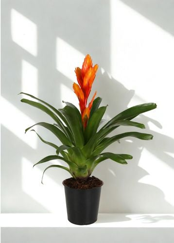 6" Bromeliad Vriesea – Colorful Tropical Houseplant