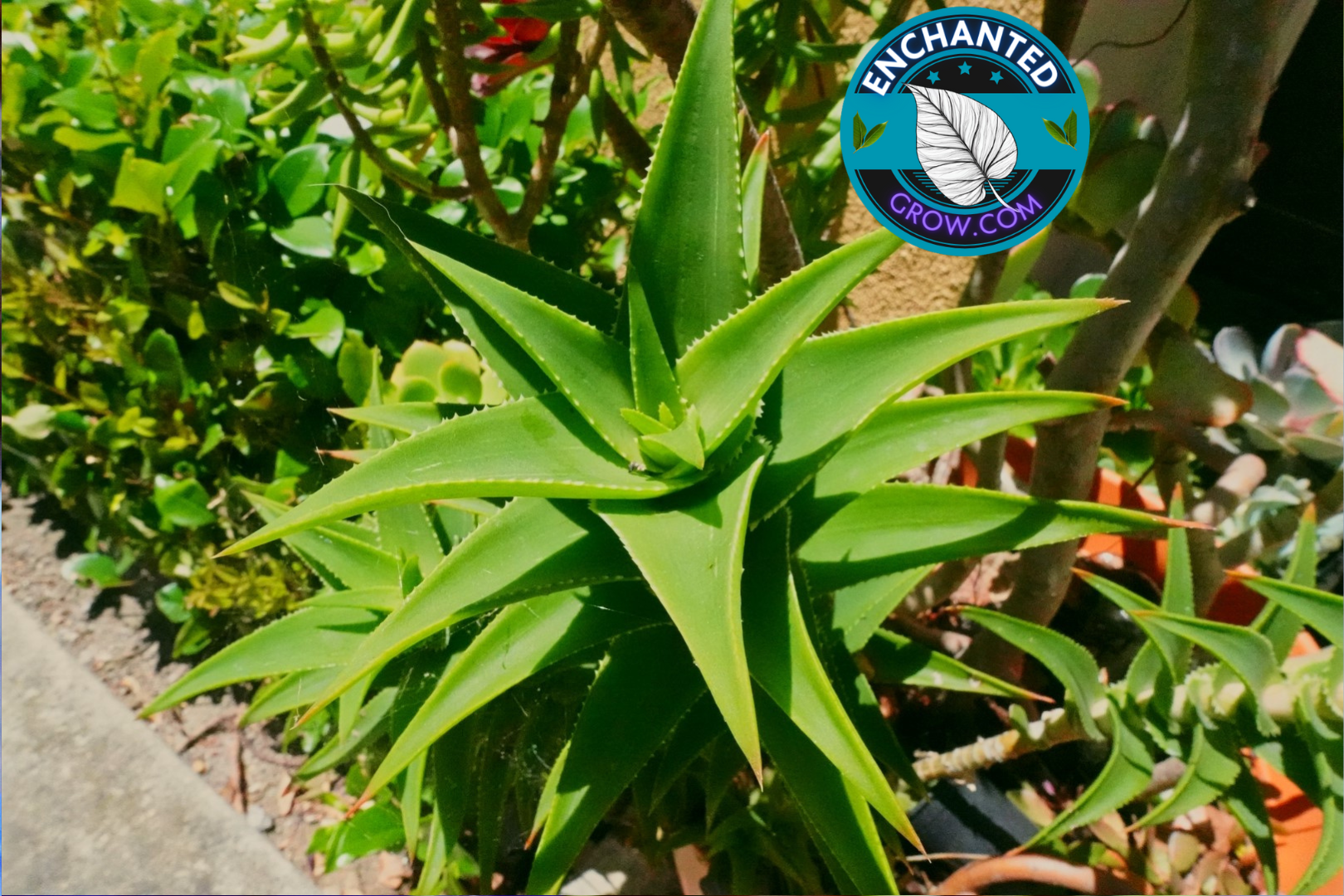 aloe plant succulent Climbing Aloe (Aloe Ciliaris) Easy Succulent Plant for Arrangements